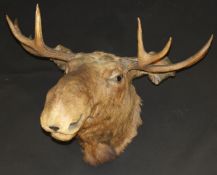 A stuffed and mounted Moose head with antlers   CONDITION REPORTS  Width across antlers approx. 92
