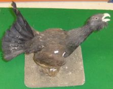 A stuffed and mounted Capercaillie set on a stump to plinth base   CONDITION REPORTS  Woodworm to