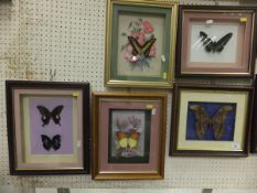 A collection of seven various framed and glazed exotic Butterflies and Moths etc   CONDITION REPORTS