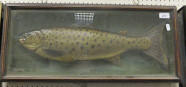 A trout cast housed in a picture frame display case