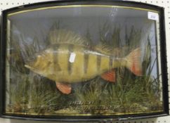 A stuffed and mounted perch in naturalistic setting within bow fronted display case, bears label