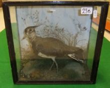A stuffed and mounted Lapwing in naturalistic setting and three sided glazed display case