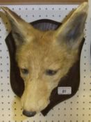 A stuffed and mounted Fox mask by Spicer on oak shield stamped verso "P. Spicer & Sons,