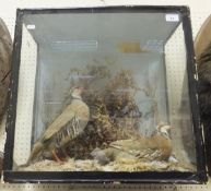A pair of stuffed and mounted French Red Legged Partridge in naturalistic setting and three sided
