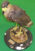 A stuffed and mounted Crested Caracara, bearing label inscribed "Peter Farrington Collection"