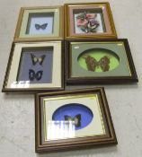 A collection of five various framed and glazed displays of Butterflies   CONDITION REPORTS