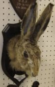 A stuffed and mounted Hare mask by Rowland Ward on ebonised shield shaped mount, bearing plaque