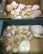 A collection of various seashells, a starfish, etc.