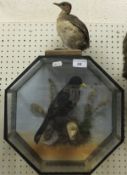 A stuffed and mounted Blackbird in naturalistic setting upon a branch within an octagonal picture
