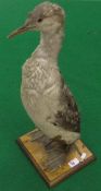 A stuffed and mounted loon on a plinth base