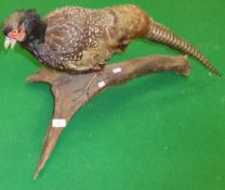 A stuffed and mounted Cock Pheasant set on a branch