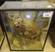 A stuffed and mounted Red Squirrel in four sided glazed display case
