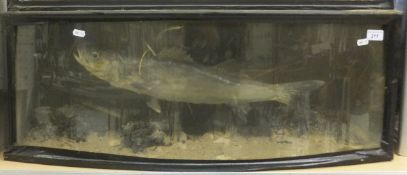 A stuffed and mounted bass in naturalistic setting and bow fronted display case