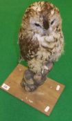 A stuffed and mounted tawny owl on stump perch (Provenance - road kill circa 1987, stuffed and