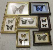 A collection of seven various framed and glazed displays of Butterflies and Moths   CONDITION