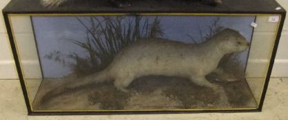 A stuffed and mounted Otter with fish prey in naturalistic setting and three sided glazed display