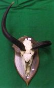 A mounted Kudu skull and antlers on oak shield shaped mount (horns deformed)