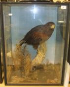 A stuffed and mounted European Harris Hawk set on a branch in naturalistic setting and three sided