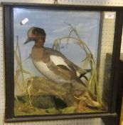 A stuffed and mounted American Widgeon in naturalistic setting and three sided glazed display case