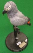A stuffed and mounted African Grey Parrot set on a painted bar to plinth base, bearing label