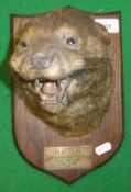 A stuffed and mounted Otter mask on oak shield bearing plaque inscribed "M.R.O.H. Pickering Ponds