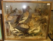 A stuffed and mounted collection of birds to include Shelduck, Snipe, Kingfisher, Smew and Widgeon