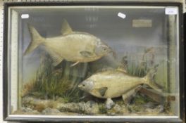 A stuffed and mounted pair of bream in naturalistic setting within a three sided display case, bears