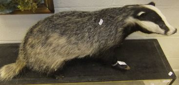 A stuffed and mounted Badger   CONDITION REPORTS  Please note - this lot has be re-entered into