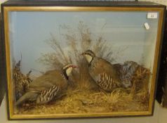 A stuffed and mounted pair of French Red Legged Partridge in naturalistic setting and glass