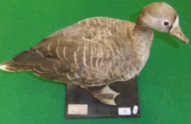 A stuffed and mounted Lesser White Fronted Goose set on a plinth base, bearing label inscribed "