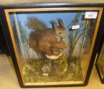 A stuffed and mounted Red Squirrel in naturalistic setting upon a mossy stump within a three sided