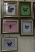 A collection of four framed and glazed exotic Butterflies, and a framed and glazed Empress