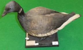 A stuffed and mounted Atlantic Brent Goose set on a moss covered plinth base, bearing label