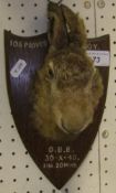 A stuffed and mounted Hare mask on oak shield shaped mount inscribed "106 Provost Coy. O.B.B. 30-X-
