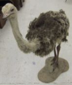 A stuffed and mounted juvenile Ostrich