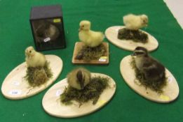 A collection of five stuffed and mounted Ducklings on plinth bases, and a Pheasant chick in glass