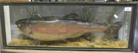 A stuffed and mounted rainbow trout in naturalistic setting and three-sided display case