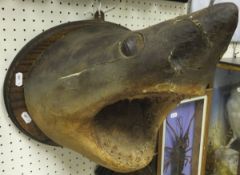 WITHDRAWN  A stuffed and mounted Shark mask set on an oval plaque, bearing label verso inscribed "