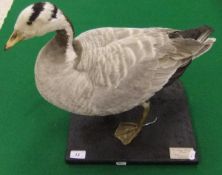 A stuffed and mounted Bar Headed Goose set on a plinth base, bearing label inscribed "Peter