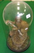A stuffed and mounted Lion Monkey in naturalistic setting under glass dome
