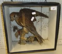 A stuffed and mounted Kestrel with kill on a branch setting, by R. Gould, in a glass fronted display