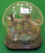 A collection of six stuffed and mounted tropical birds in naturalistic setting under oval glass