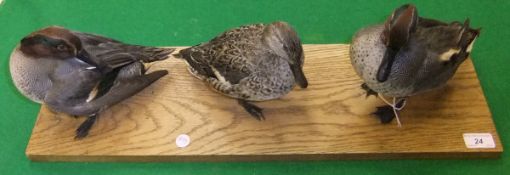 Three stuffed and mounted Teal set on an oak plinth base