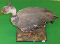 A stuffed and mounted African Crested Screamer set on a moss covered plinth base, bearing label