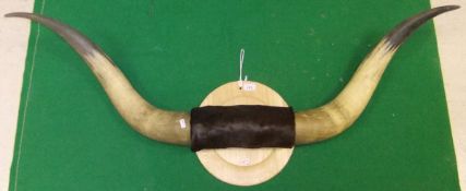 A pair of mounted Bull horns