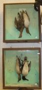 A stuffed and mounted pair of Teal and stuffed and mounted Teal and Grouse in hanging game