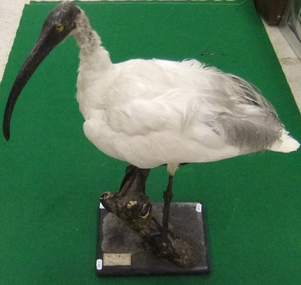 A stuffed and mounted Australian White Ibis set on plinth base, bearing label inscribed "Peter