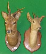 Two stuffed and mounted Roebuck heads on oak shield mounts