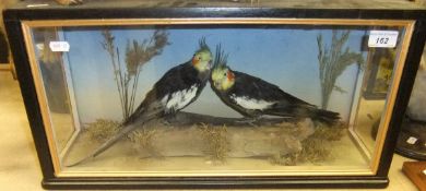 A pair of stuffed and mounted Black Cockatiels in naturalistic setting and three sided glazed
