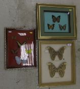 Three framed and glazed displays of exotic Butterflies and Moths